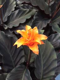 Calathea Crocata Tassmania Blooms Eternal Flame Leavesnbloom Gardening Photography