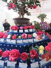 The Golden Camellias Of China And Vietnam Tikorangi The Jury Garden Camellia Planting Flowers China