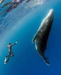 Nadia Aly On Instagram Join Me This Year In Tonga And Get Up Close And Personal With Humpback Whales Trip Info Whale Humpback Whale Weird Animals