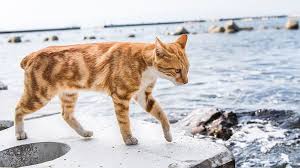 Man Adasi Nin Sevimli Sakinleri Kuyruksuz Manx Kedileri Kedi