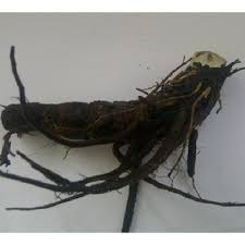 Image result for Alepidea amatymbica