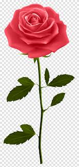 Check spelling or type a new query. Red Rose Purple Roses Flower Plant Blossom Green Transparent Png Pngset Com