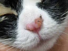 They are completely harmless, so there is no medical necessity to have them removed. Applied Dermatology The Cutaneous Viral Dermatoses In Dogs And Cats Vetfolio