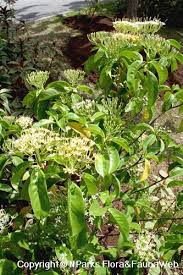 Image result for Tarenna pavettoides