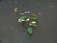 Image result for Ottelia kunenensis