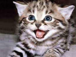 Ruyada Sakat Bir Kedi Gormek Ruyandagor Com