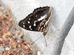 Image result for Apatura iris