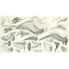 Amazon Com Meishe Art Vintage Wings Poster Print Wing Of