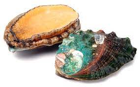 A member of the haliotidae family, it ranges in size from 4 to 10 inches. Abalone Definition And Meaning Collins English Dictionary