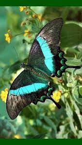 Aqua And Black Butterfly With Some Strong Emerald Color Butterfly Photos Butterfly Pictures Most Beautiful Butterfly