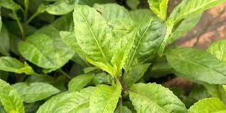 We did not find results for: Manfaat Daun Dewa Bagi Kesehatan Dari Kulit Hingga Kanker
