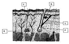 Find all kcse papers here! Biology Paper 2 2019 Kcse Prediction Questions Set 2