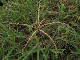 Image result for Cynodon aethiopicus