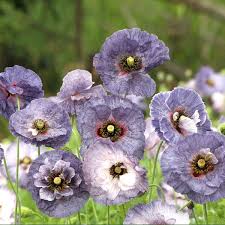 Wann blüht selbst gezogener islandmohn? Mohn Amazing Grey