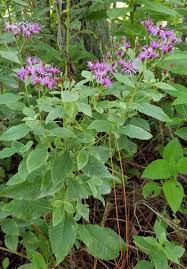 Ironweed - Landscaping with Florida Native Plants