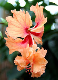 Hibiscus syriacus, also known as rose of sharon, is handy if you love the look of tropical flowers, but need something more reliable in a cold climate. File 3936 Chinesischer Roseneibisch Hibiscus Rosa Sinensis Jpg Wikimedia Commons