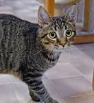 5 Reasons Why Domestic Shorthair Cats are the Best | Trupanion