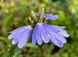 Image result for Sclerochiton