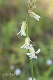 Image result for Dipcadi