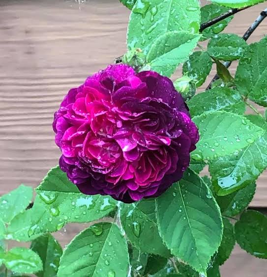 Orpheline Juillet old gallica rose features