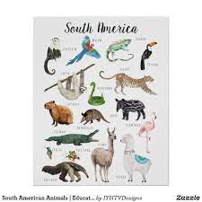 South American Animals Education Classroom Poster Zazzle Com In 2020 American Animals Animal Footprints Animals