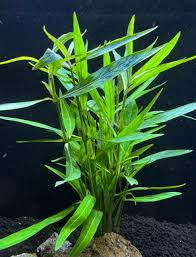 Image result for Hygrophila uliginosa