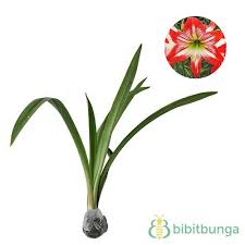 Tanaman Amarilis Snowflake Tanaman Bunga Tanaman Semak