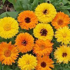 Calendula Seeds Pacific Beauty Mix Flower Seeds In Packets Bulk Eden Brothers Flower Seeds Herb Seeds Planting Bulbs