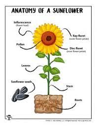 Shortest to tallest & tallest to shortest! Sunflower Activity Pages For Kids Woo Jr Kids Activities