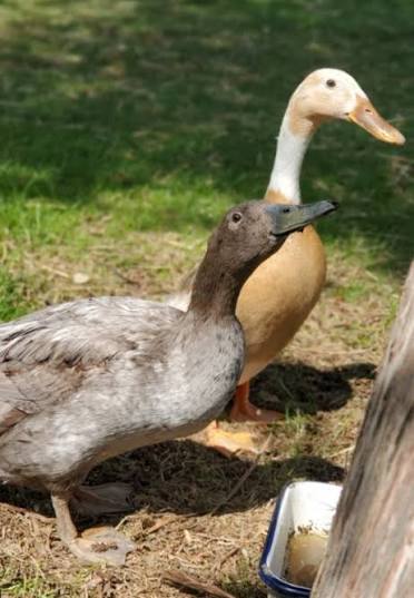 All About Indian Runner Ducks - Fresh Eggs Daily® | Lisa Steele