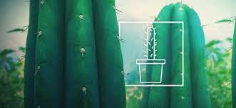 The san pedro cactus is very easy to grow in most areas and grows best in a temperate climate. San Pedro Everything You Need To Know Zamnesia