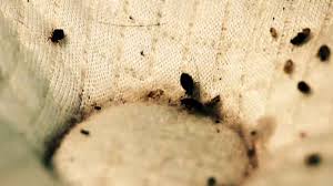 Image result for bed bugs droppings