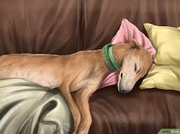 How To Care For A Greyhound Grey Hound Dog Greyhound Greyhounds Racing