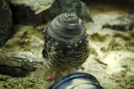 Can owls turn their head over their right side quora. Who Says Owls Can T Turn Their Heads 360 Degrees Wudged Flickr