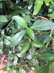 Image result for Ecbolium hastatum