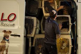 Helping animals live on since 1994 in the valley of the sun, adopted out over 60,000 pets, all pets are vaccinated, microchipped and steralized before going home at halo animal rescue Maricopa County Routinely Ships Thousands Of Pets Out Of State