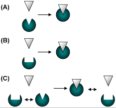 The latter two are not mutually exclusive: Plos One Conformational Proofreading The Impact Of Conformational Changes On The Specificity Of Molecular Recognition