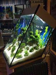 Since their skin is sensitive, they easily catch skin diseases and parasites. Aquariums Community Google Aquarium Fish Tank Aquarium Fish Tank