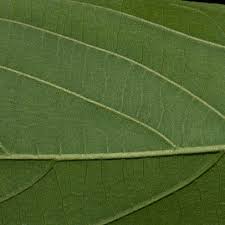 Image result for Celtis zenkeri