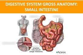 Duodenum, jejunum, + ileum function: Digestive System Gross Anatomy Small Intestine Diagram Quizlet