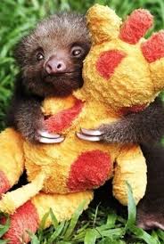 So my class is going on a field trip to the zoo and my teacher was asking us which animal we were most excited to see and i said the sloth and she was just like why do you want to see the sloth and i just said because theyre cute and she was. 100 Unbearably Cute Sloth Pics To Celebrate The International Sloth Day Bored Panda