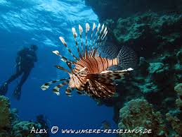 2,765 likes · 119 talking about this · 465 were here. Rotfeuerfisch Agypten Marsa Alam Foto Bild Tiere Wildlife Fische Bilder Auf Fotocommunity