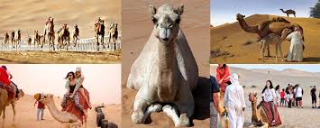 Finally, are you know how much is a camel worth in egypt?! Arabian Camel Names Types Uses Sports Breeds Best Tours