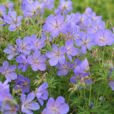 Image result for Geranium bohemicum Orhcid Blue