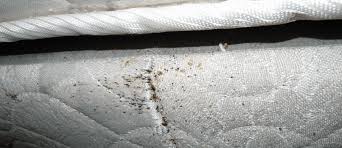 Well you're in luck, because here they come. Aaron S Furniture Bed Bugs Help From Bed Bug Lawyers