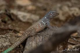 1200 x 800 jpeg 236 кб. Photo Bonaire Island Whiptail Lizard Cnemidophorus Ruthveni Observation Org