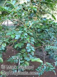 Image result for Aphloia theiformis