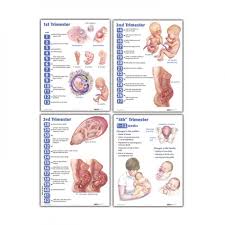 four trimesters of childbearing laminated chart set set of 4