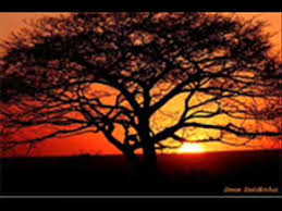 Para descargar mimp3 baixar en tu celular, tablet o computadora, solo necesita hacer clic en el botón play de la lista de resultados de la canción que desea bajar el mp3 y se le mostrará las opciones para escuchar y. Voce E Assim Um Sonho Pra Mim Youtube