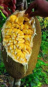 Check spelling or type a new query. Pin On Seeds